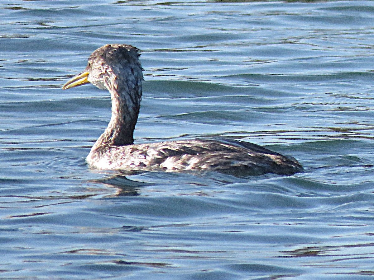 Red-necked Grebe - ML646554427