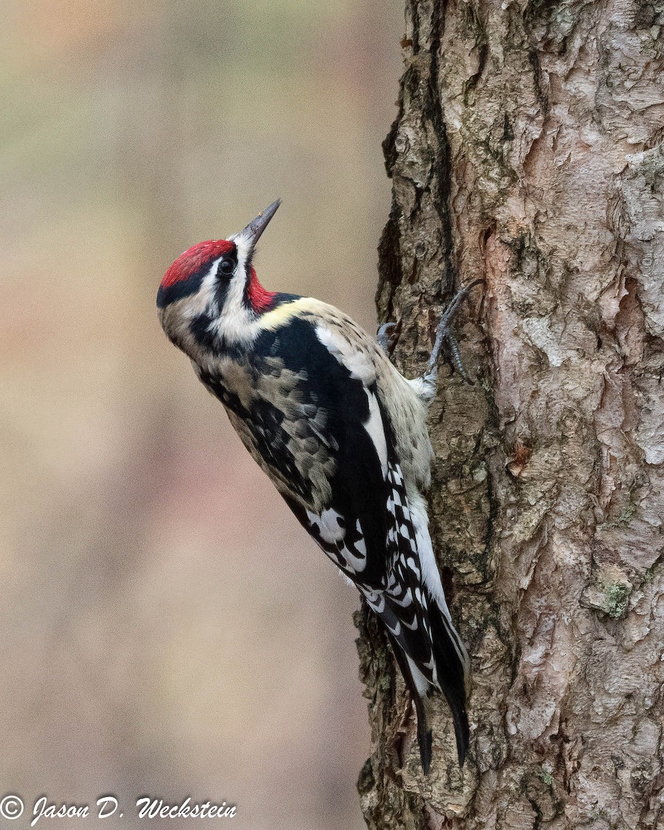 Sarı Karınlı Ağaçkakan - ML646554428