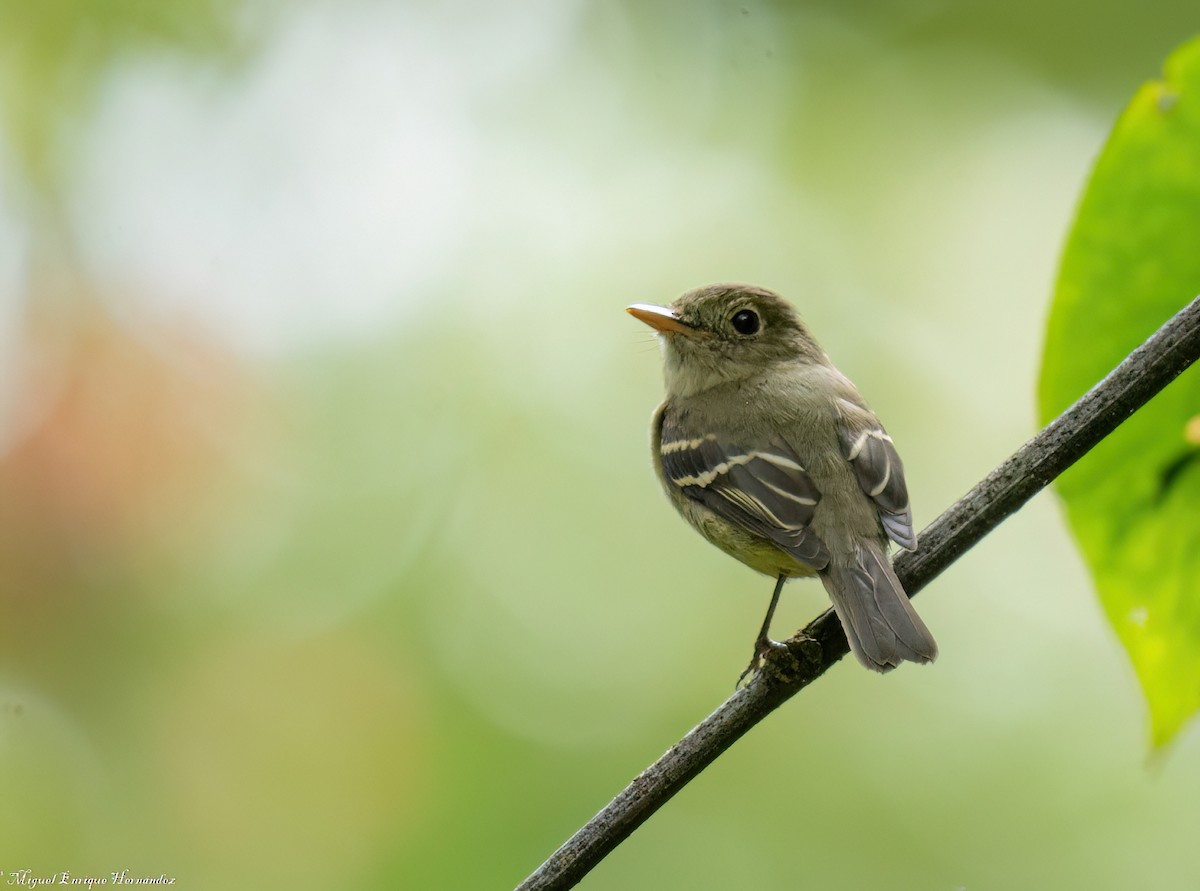 חטפית צהובת-גחון - ML646554429