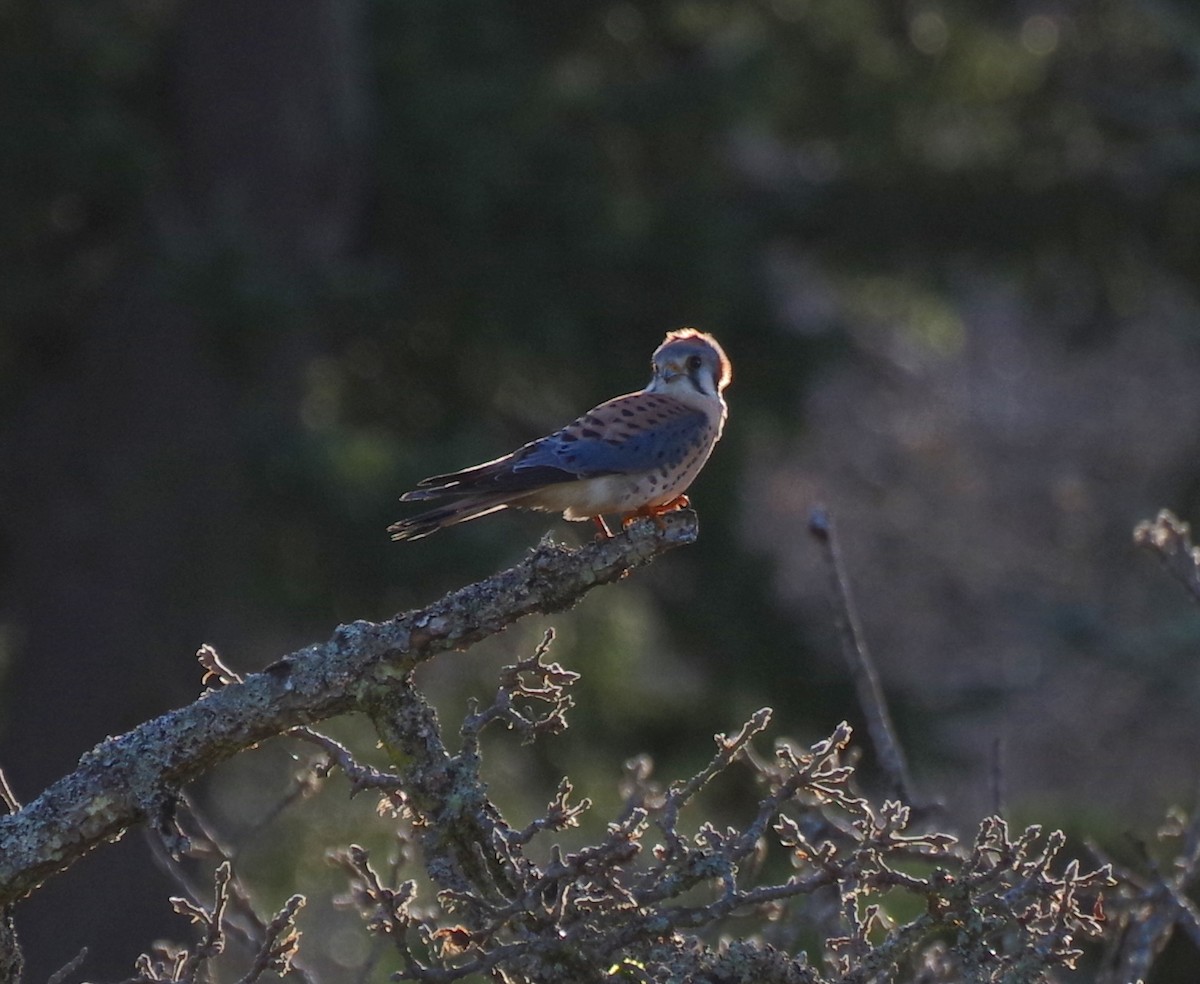 Belatz amerikarra - ML646554430