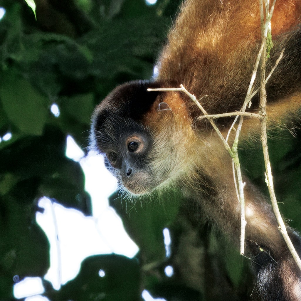 Central American Spider Monkey - ML646554431