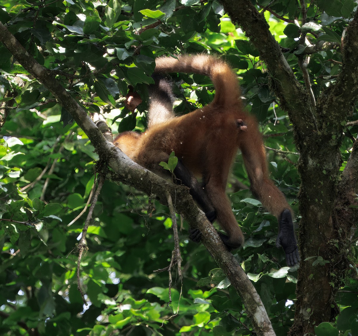 Central American Squirrel Monkey - ML646554432