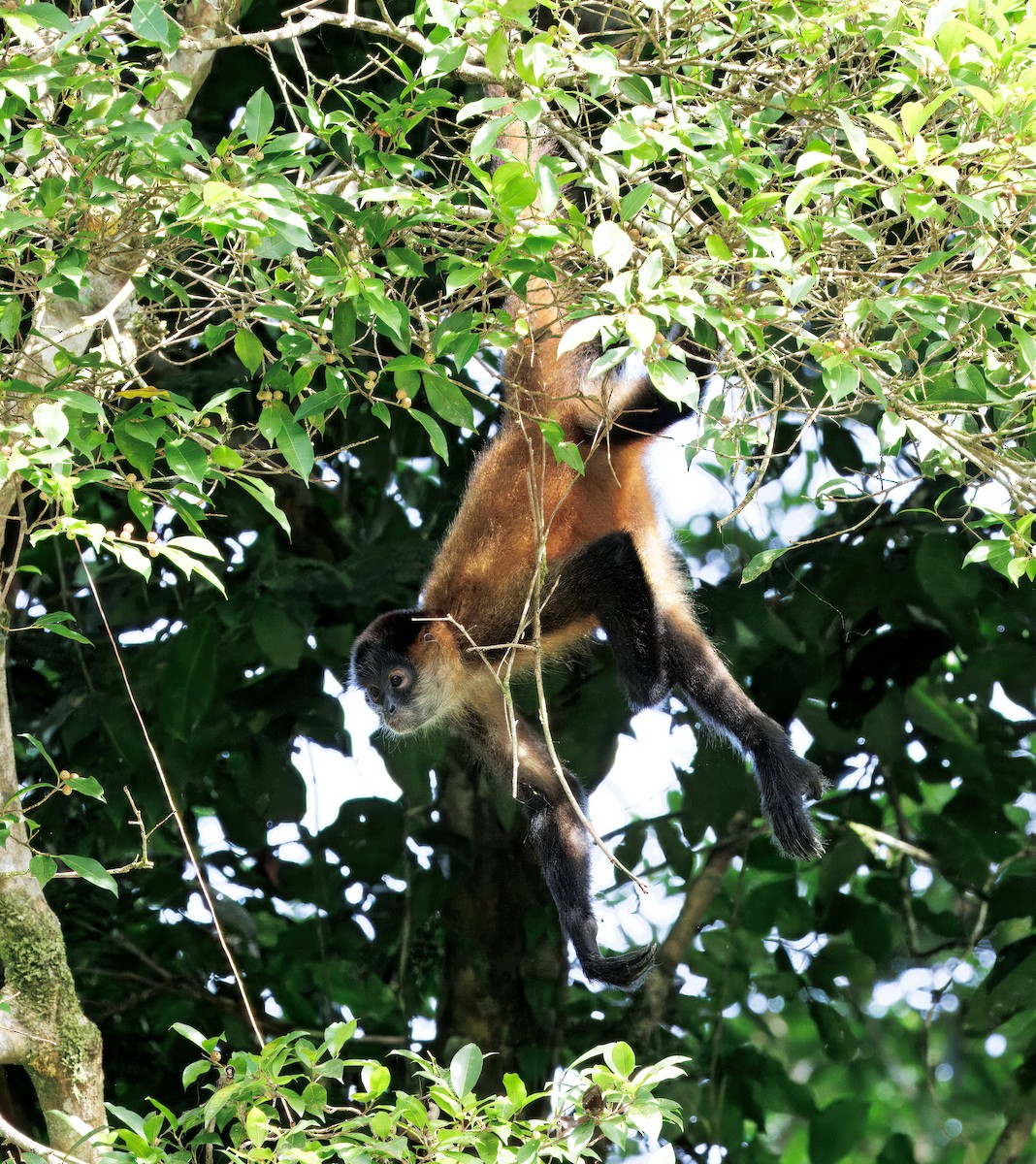 Central American Spider Monkey - ML646554433
