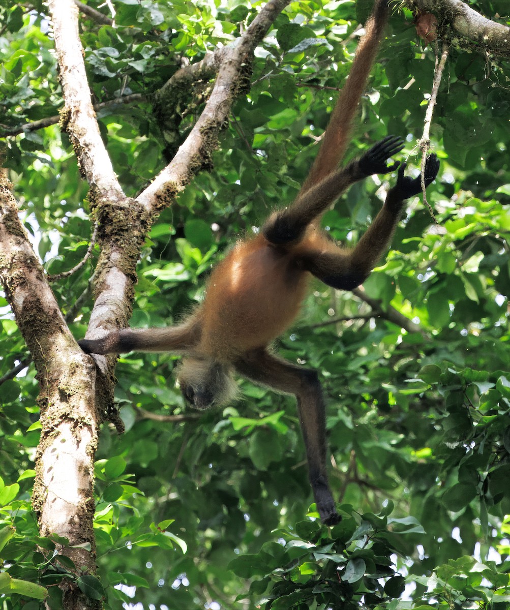 Central American Spider Monkey - ML646554434