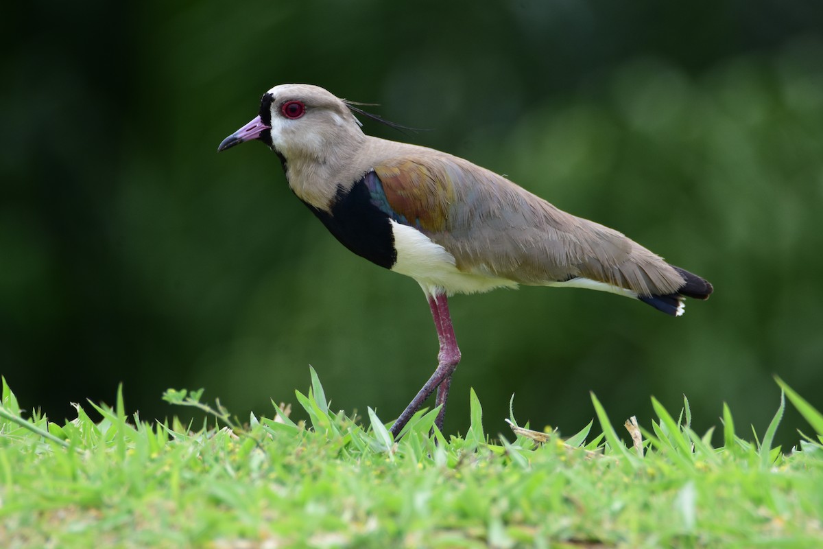 Southern Lapwing - ML646554436