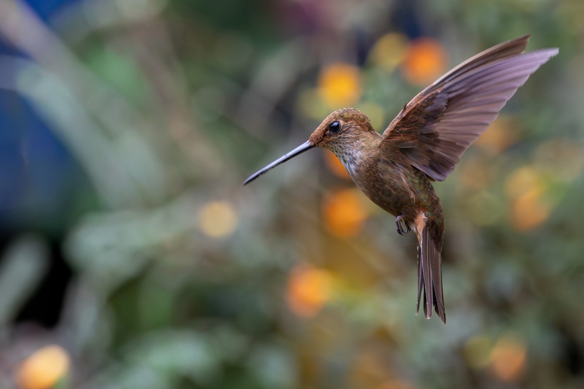 ブロンズインカハチドリ - ML646554439