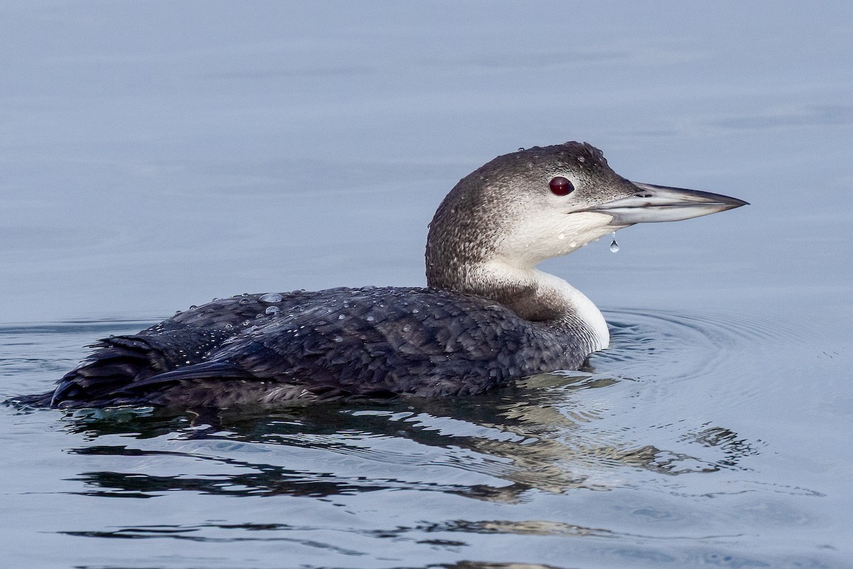 Common Loon - ML646554440