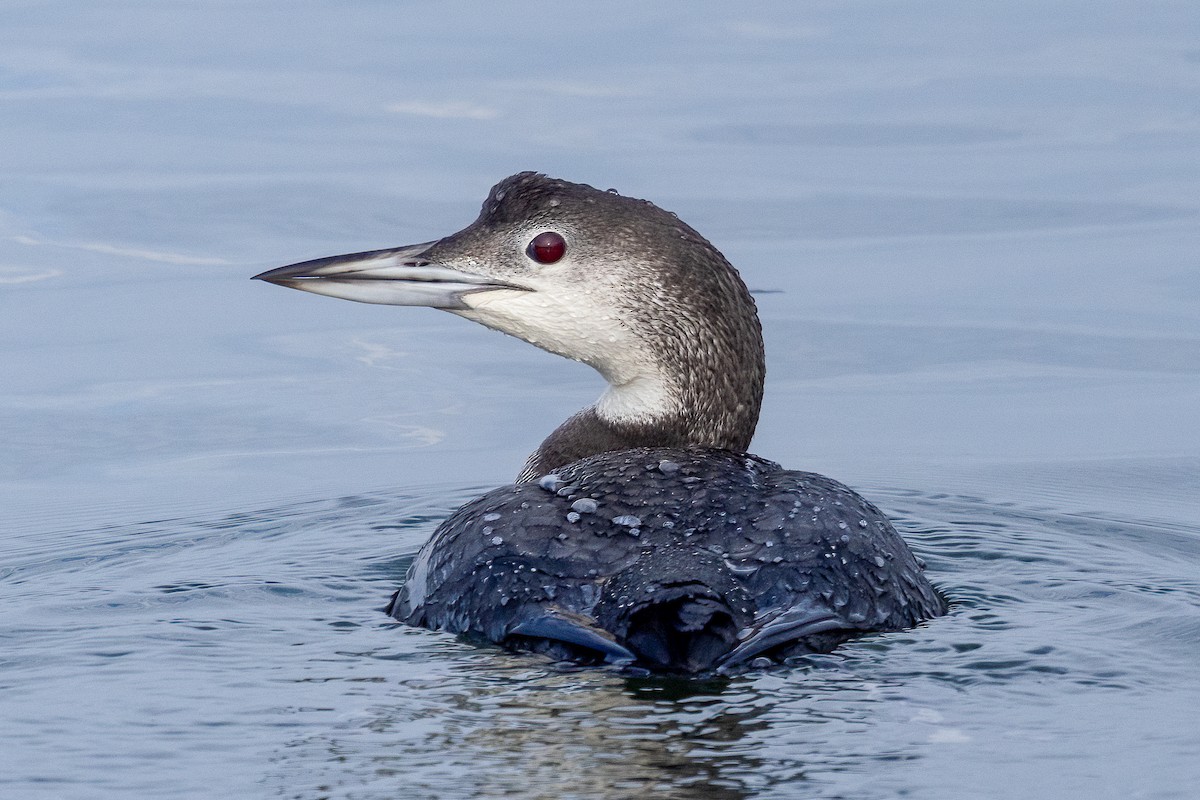 Common Loon - ML646554441