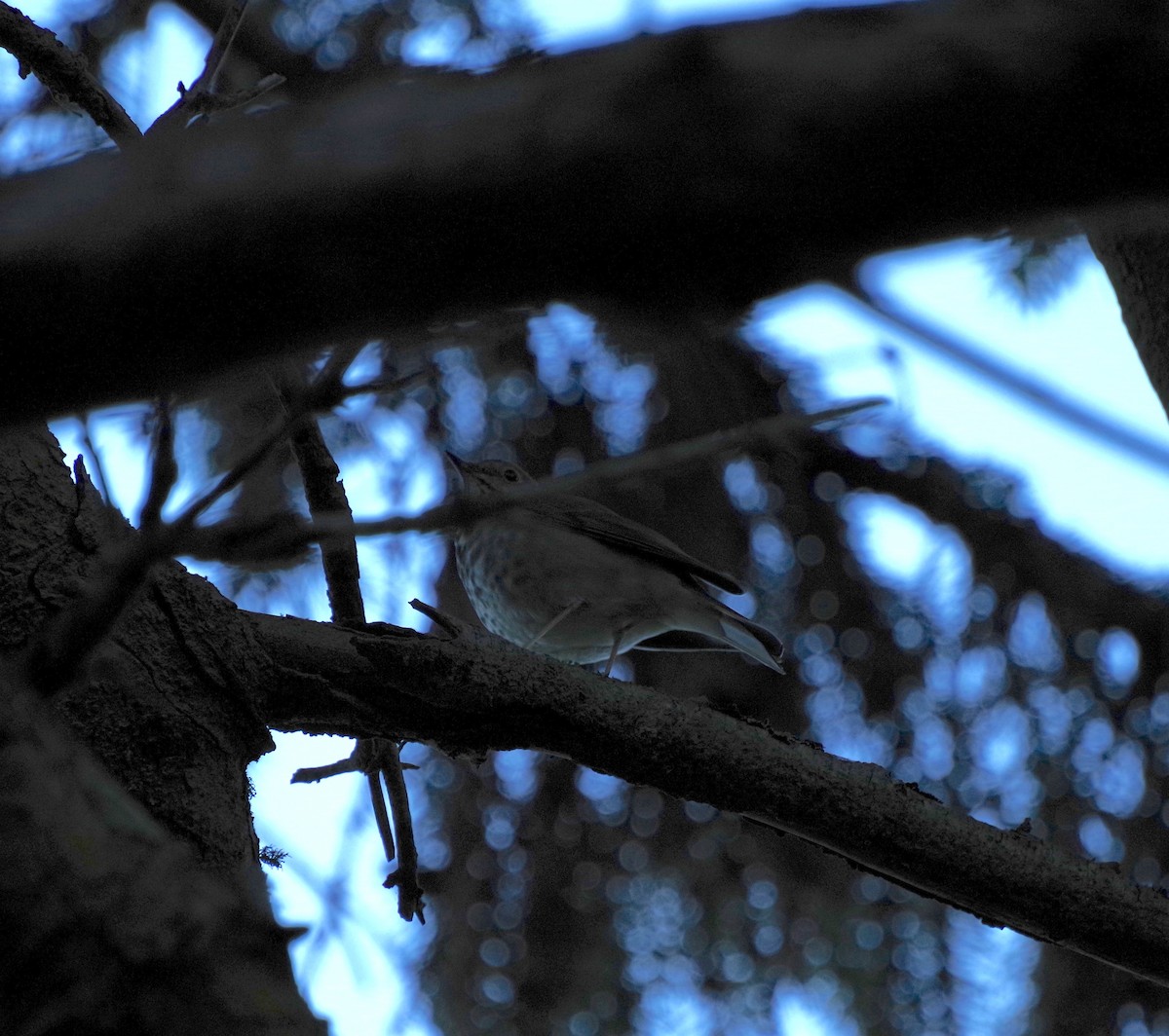 Дрізд-короткодзьоб плямистоволий - ML646554442