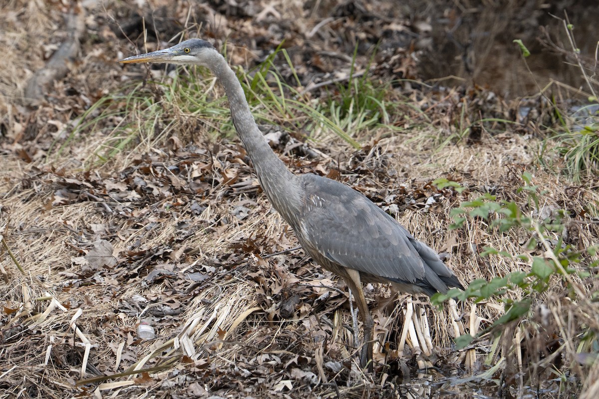 volavka velká - ML646554443