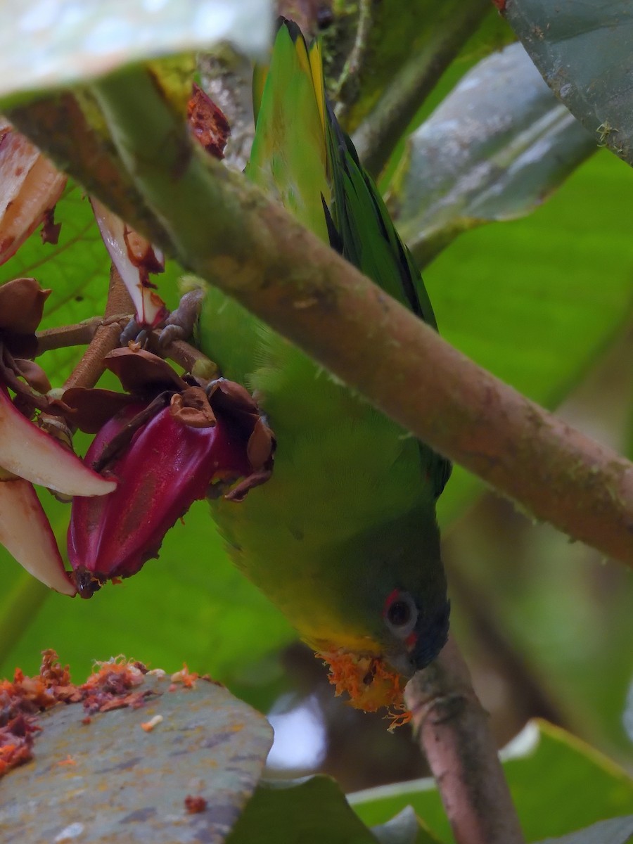 Blue-fronted Parrotlet - ML646554444