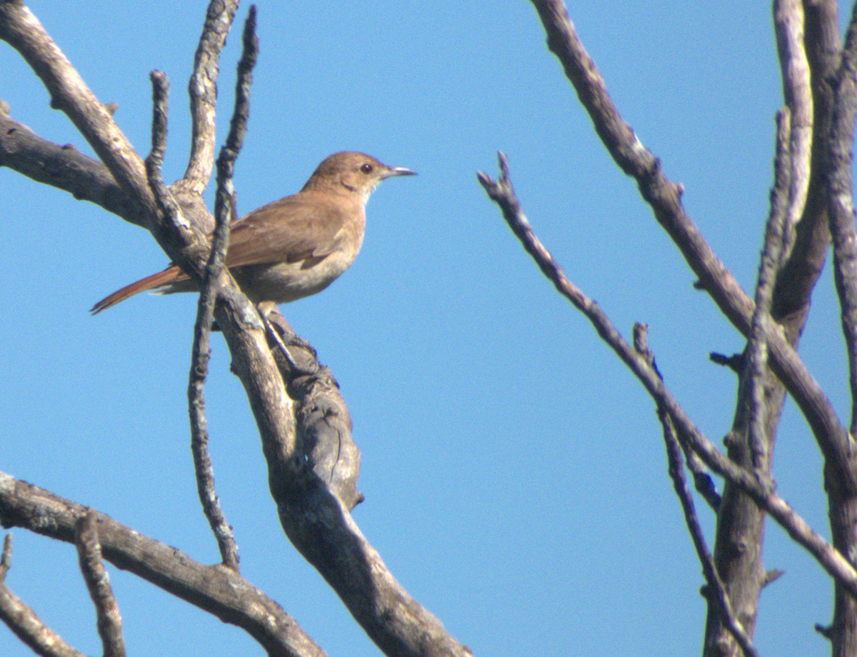 Rufous Hornero - ML646554446