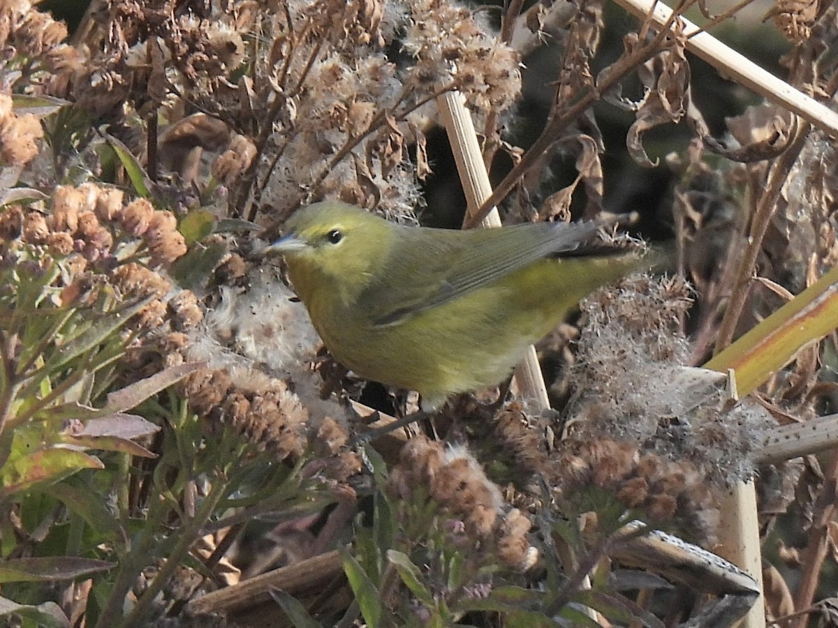 Рыжешапочная древесница - ML646554450