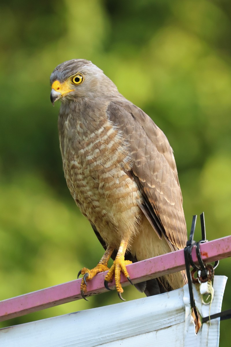 káně krahujová - ML646554451