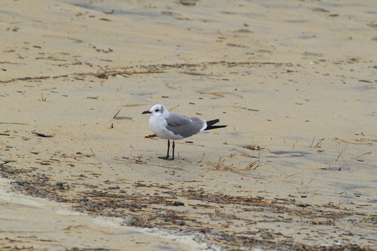 Laughing Gull - ML646554452
