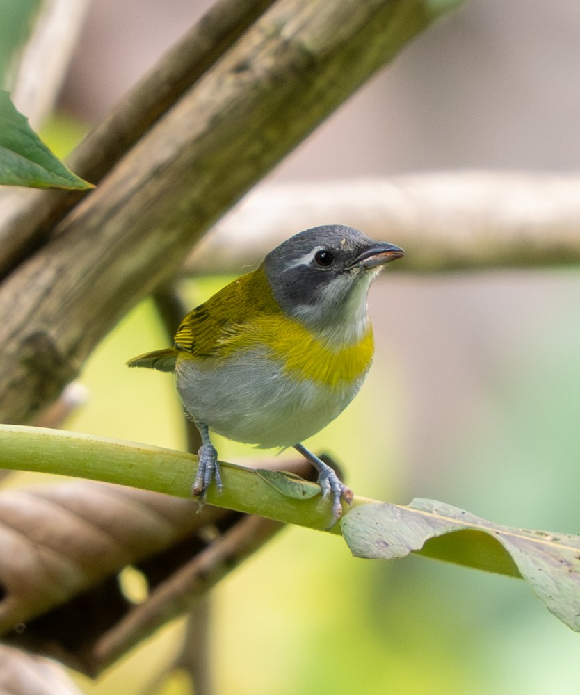 Ashy-throated Chlorospingus - ML646554454