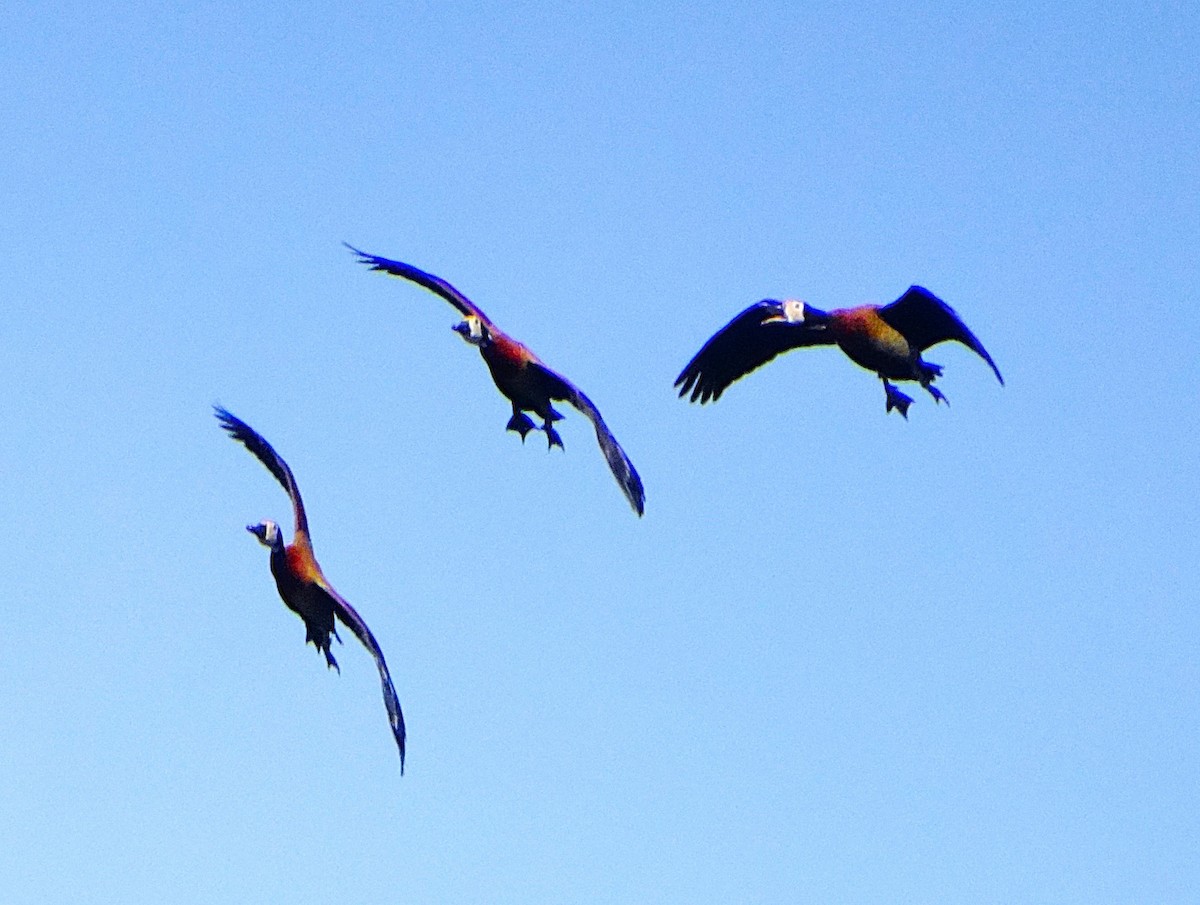 Dendrocygne veuf - ML646554458