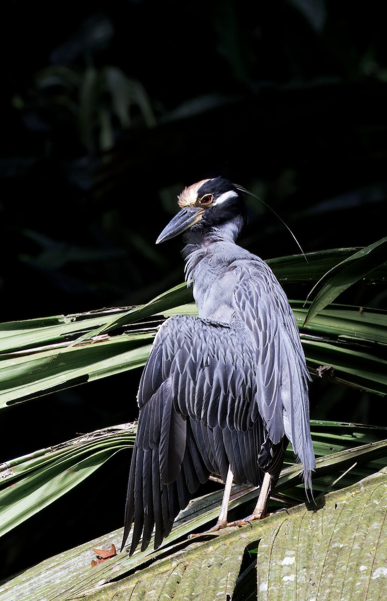 kvakoš žlutočelý - ML646554459