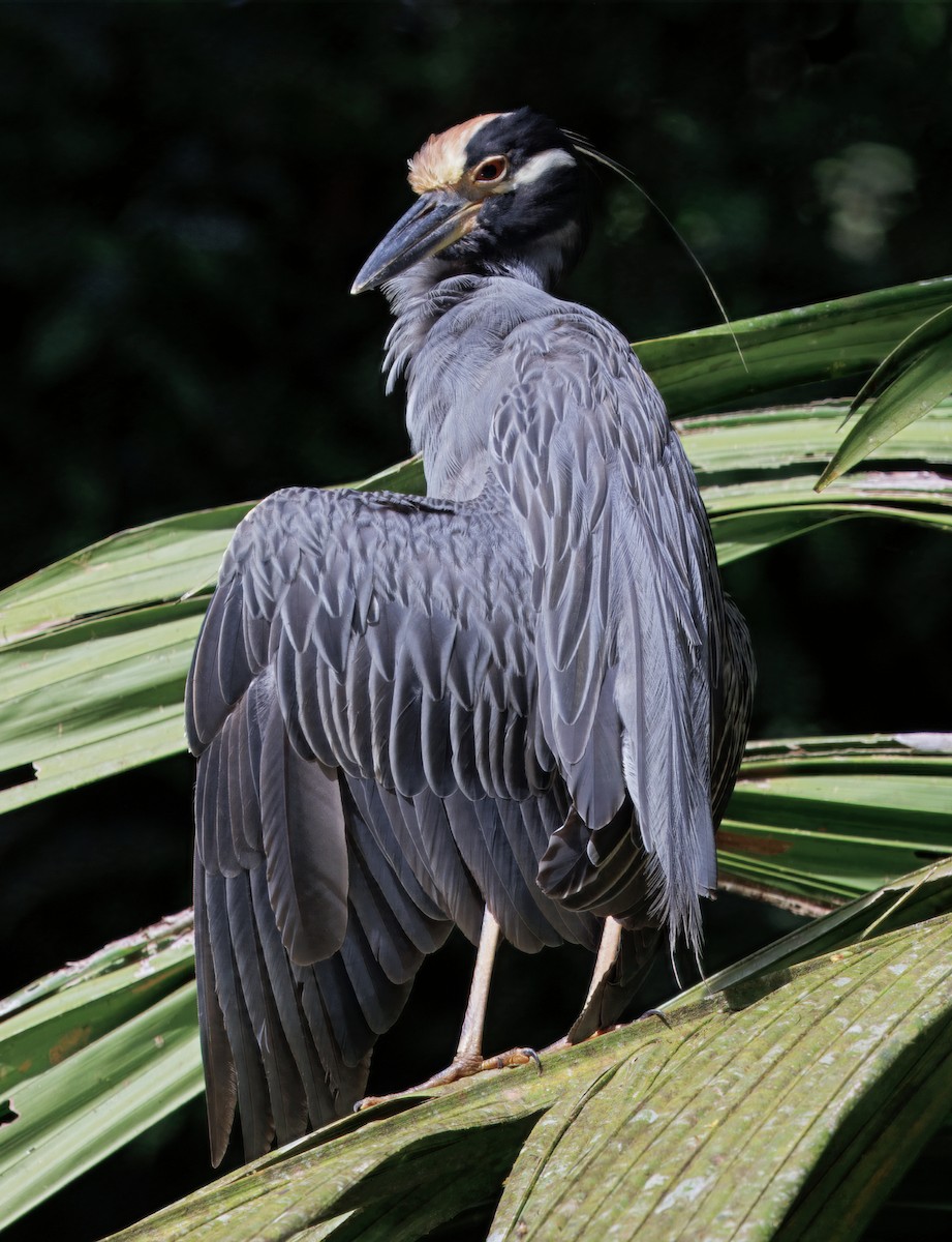 kvakoš žlutočelý - ML646554460