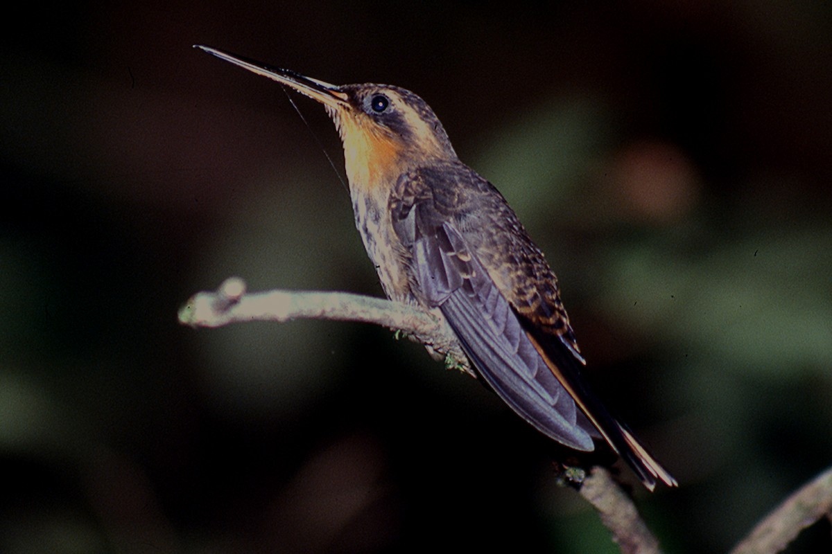 sagnebberemitt - ML646554462