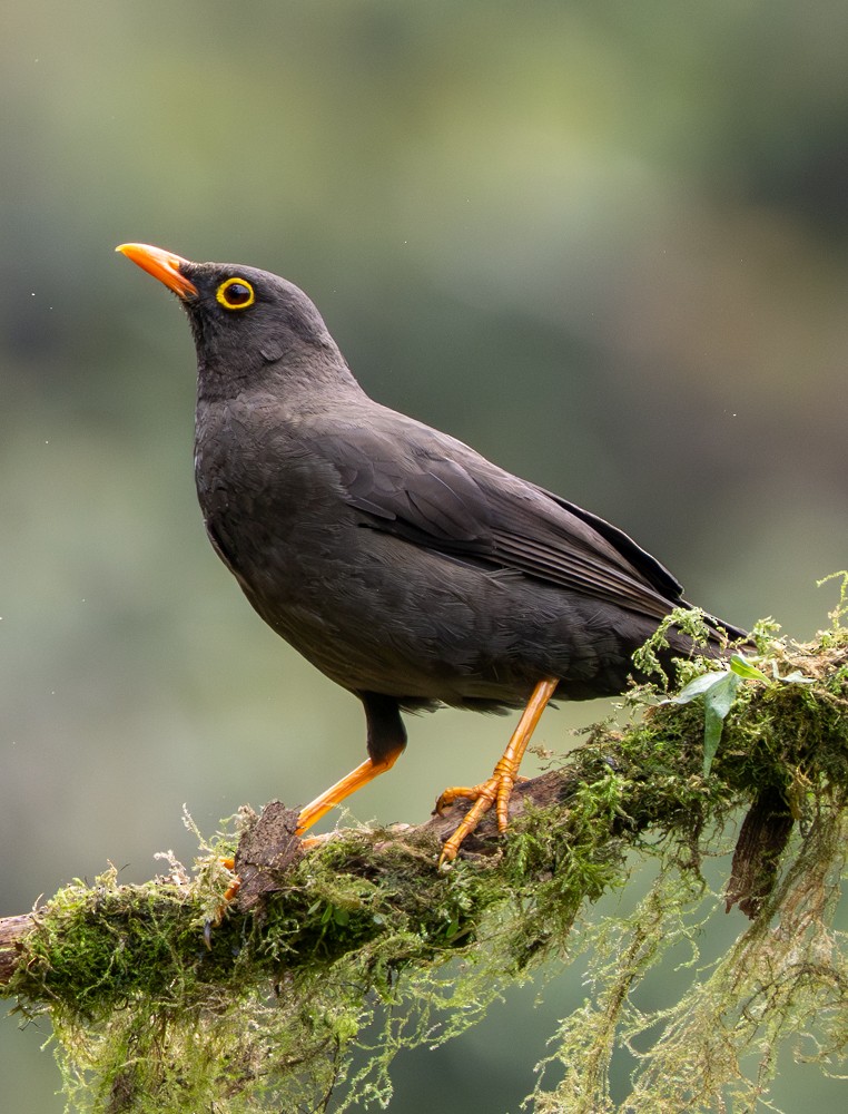 Great Thrush - ML646554463