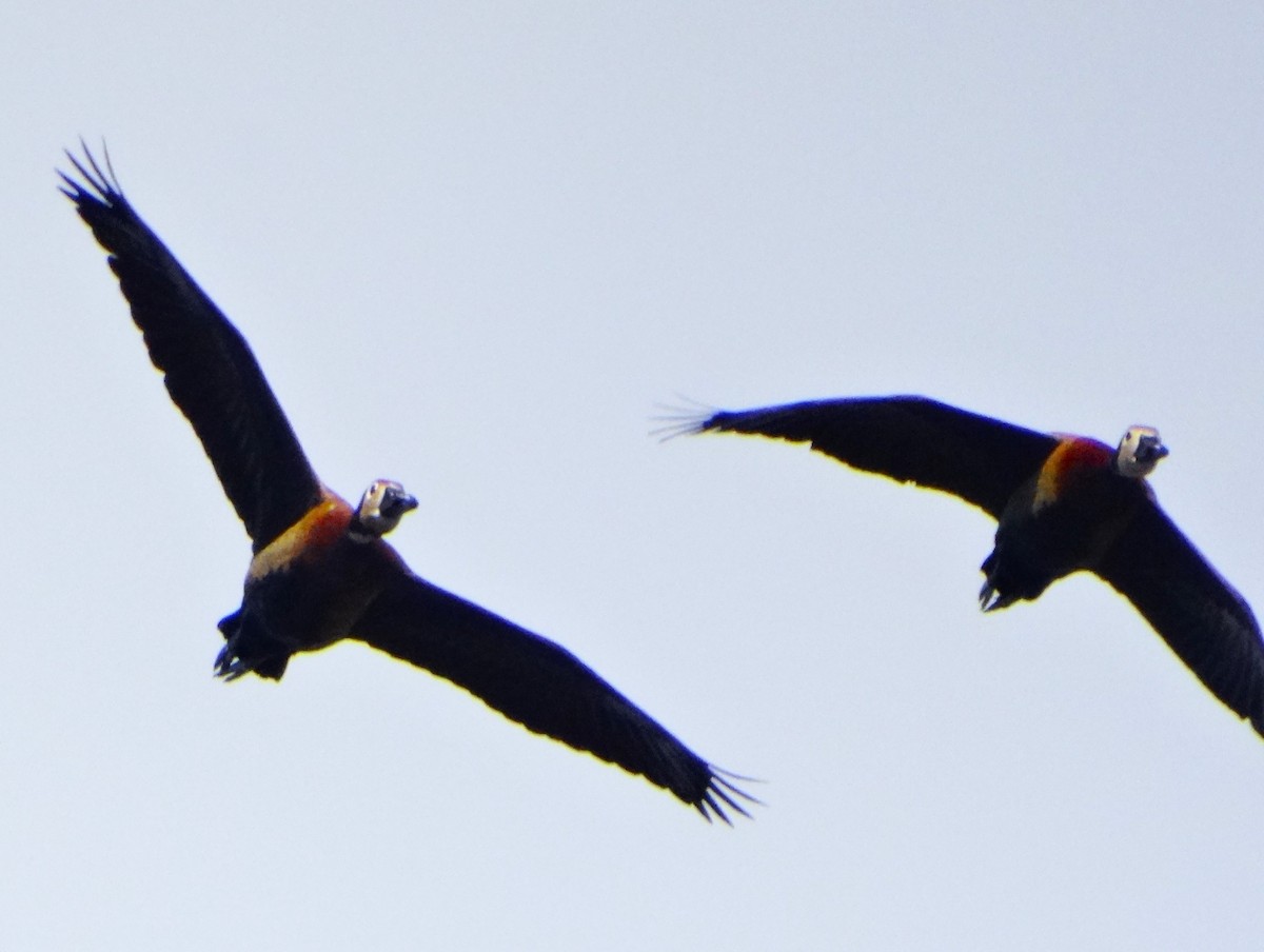 Dendrocygne veuf - ML646554464