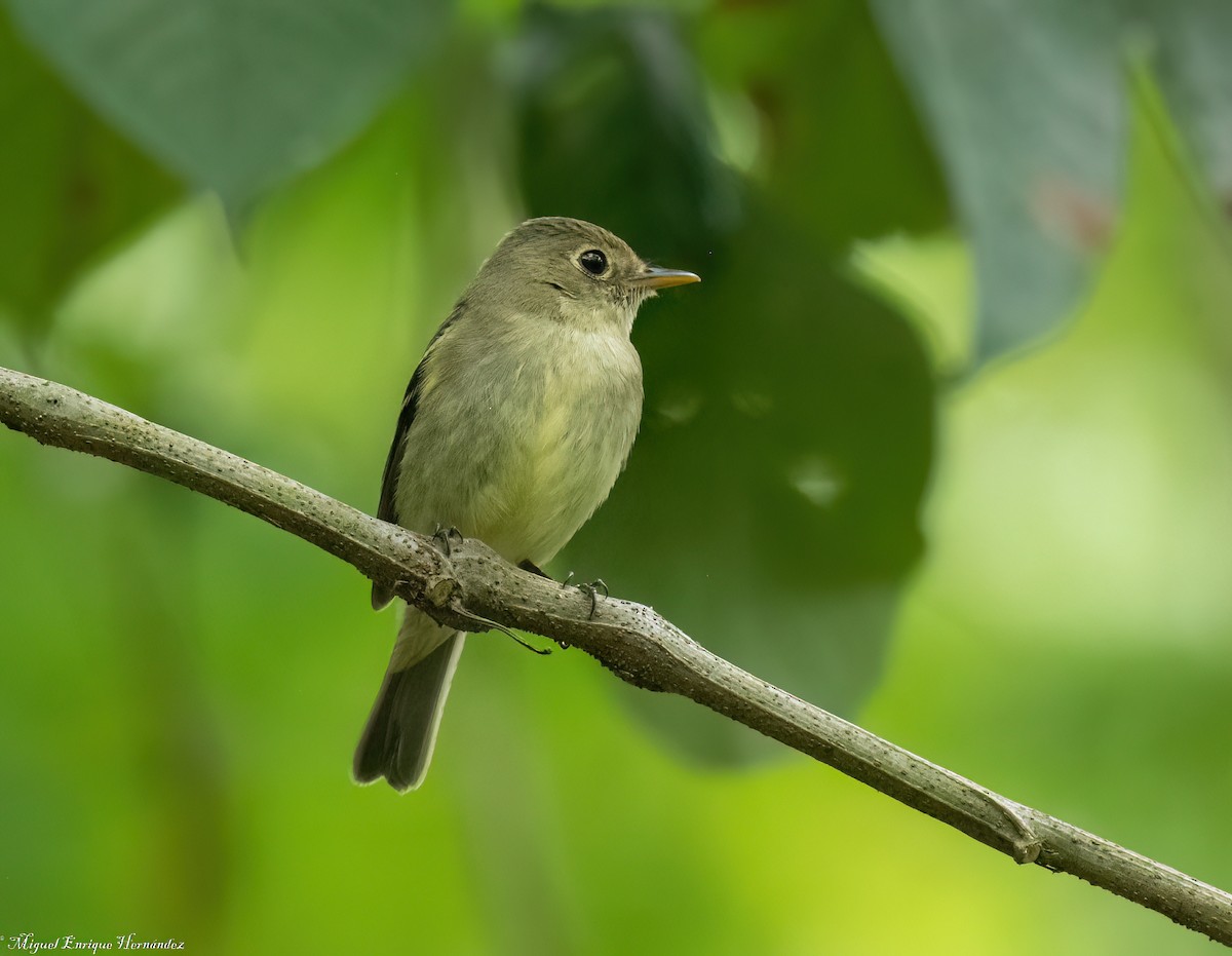 חטפית צהובת-גחון - ML646554465