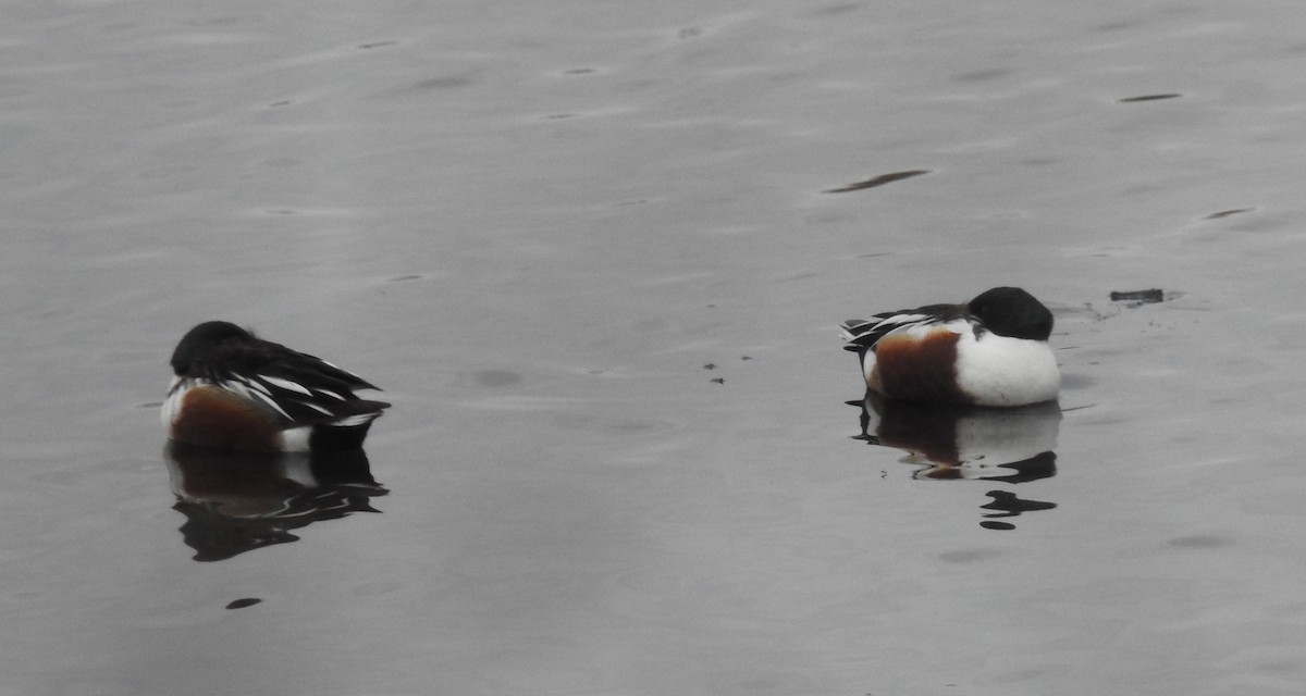 Canard souchet - ML646554467