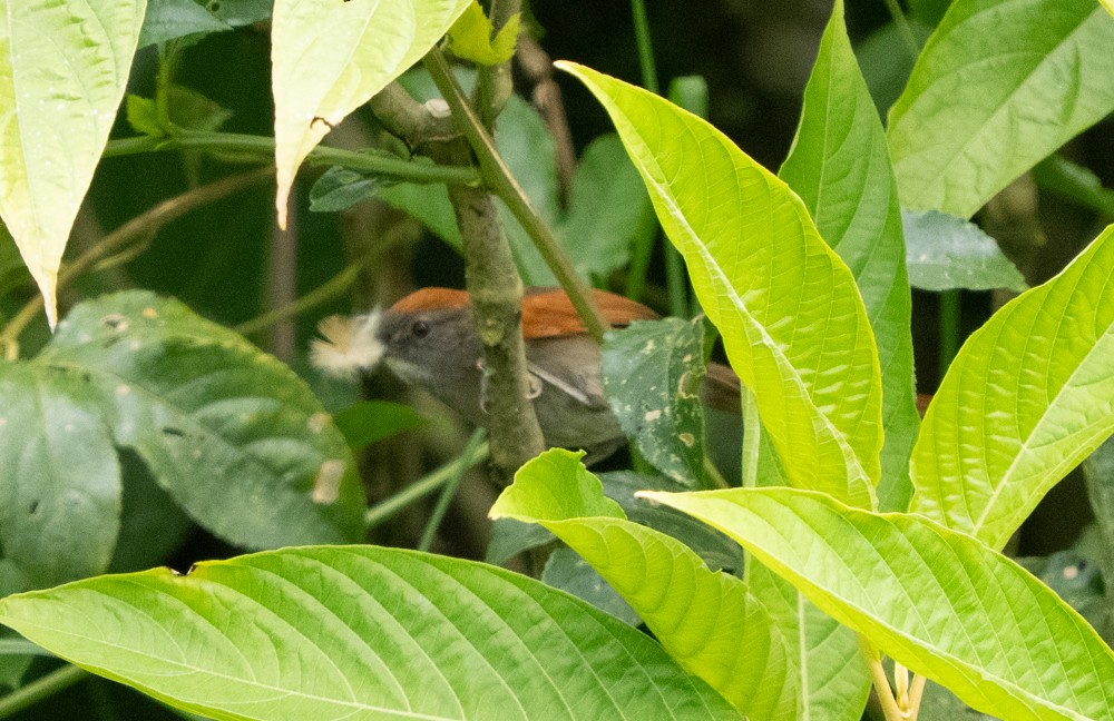 Azara's Spinetail - ML646554468