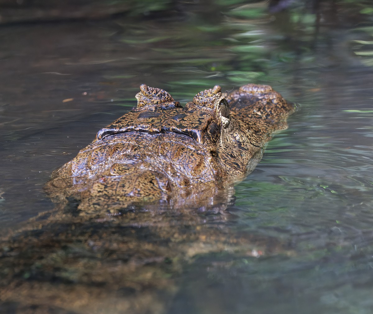 Spectacled Caiman - ML646554470