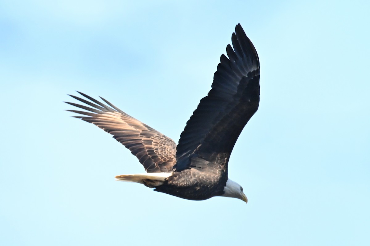 Bald Eagle - ML646554471