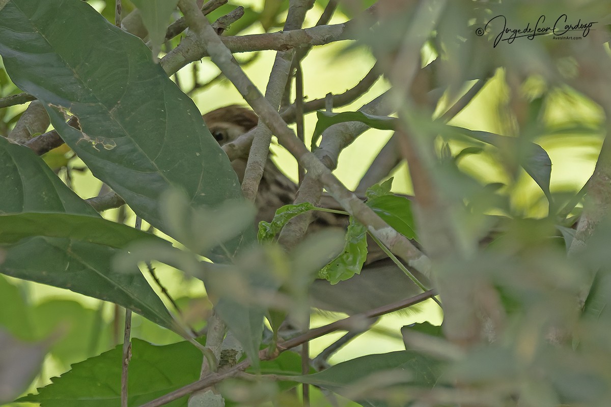 Striped Cuckoo - ML646554472
