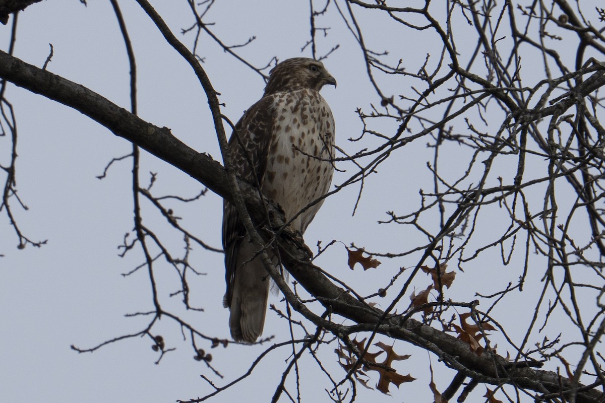 káně páskovaná - ML646554474