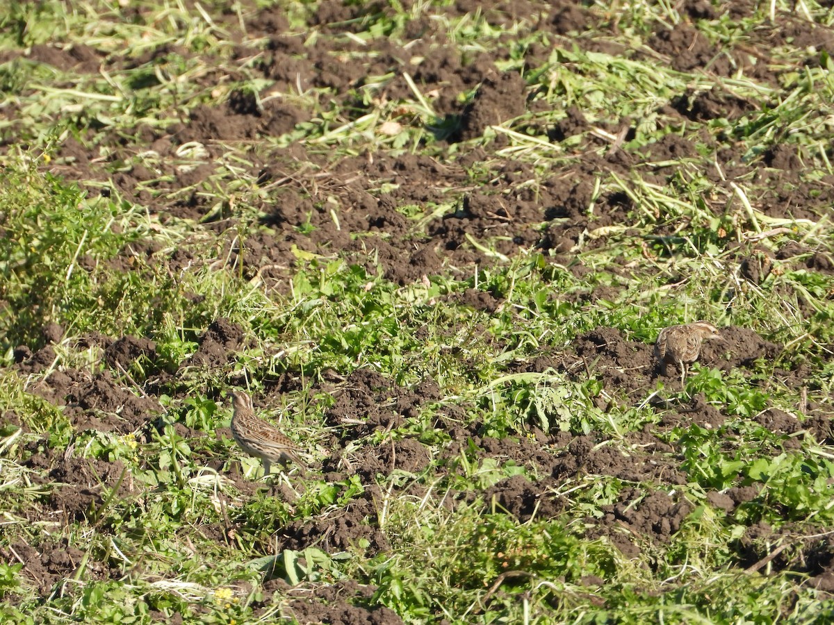 Шпаркос західний - ML646554476