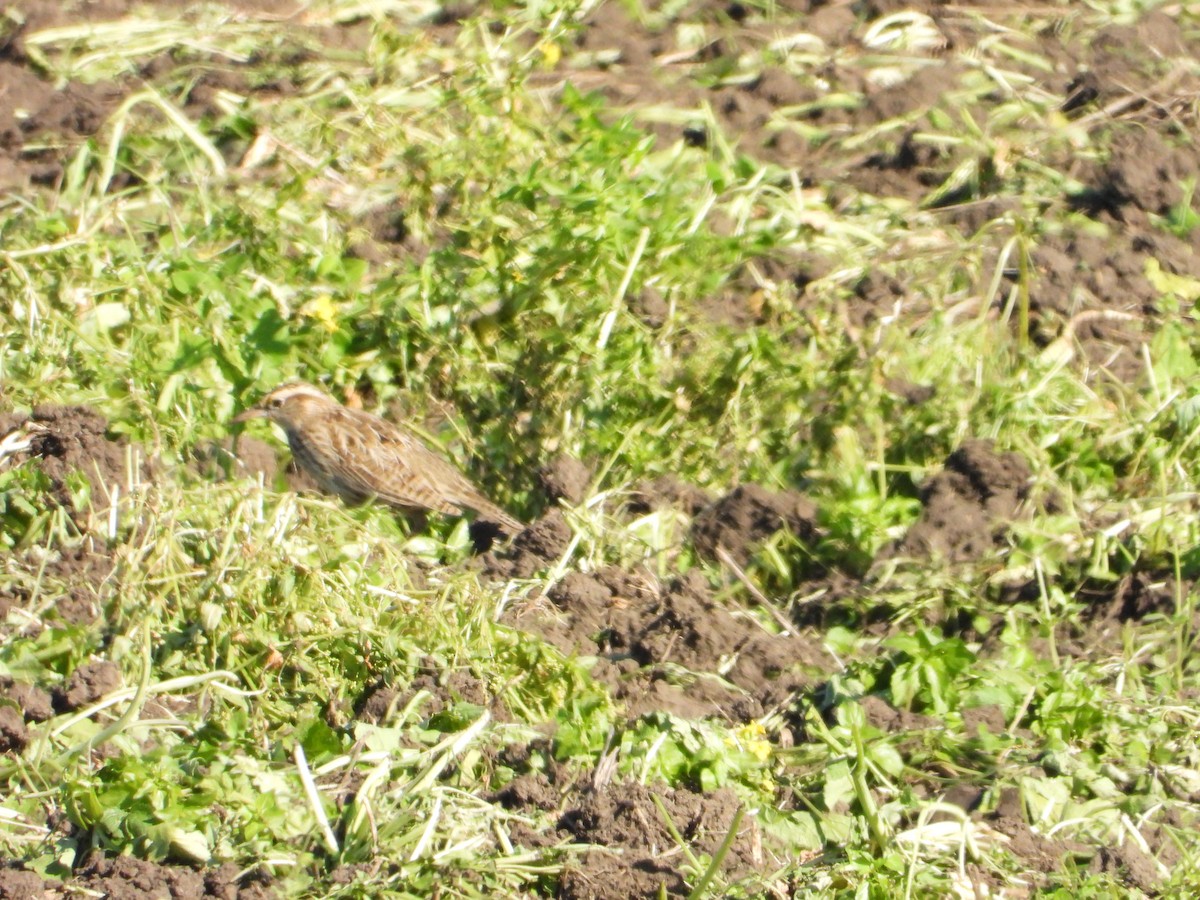 Шпаркос західний - ML646554477