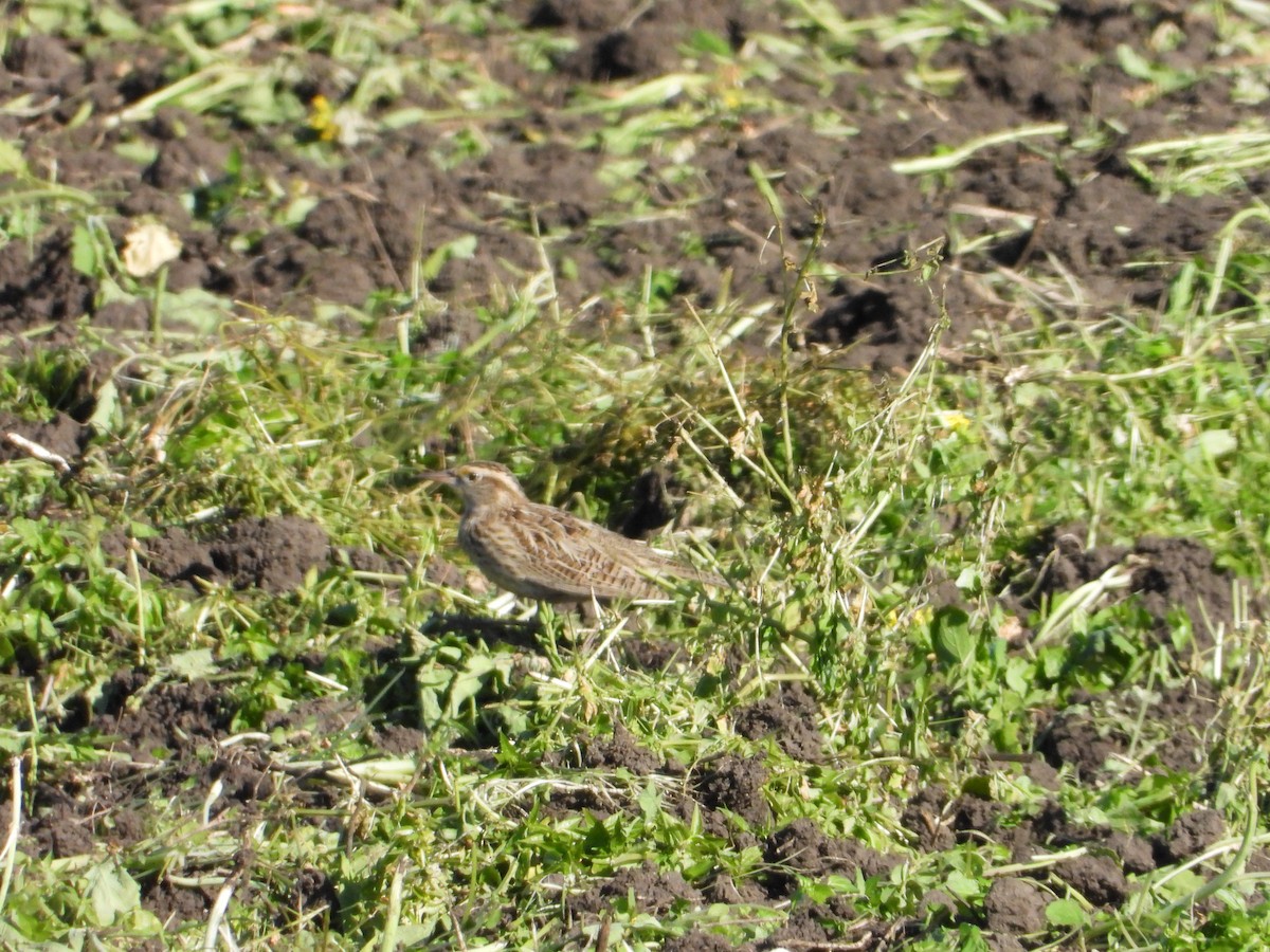 Шпаркос західний - ML646554478