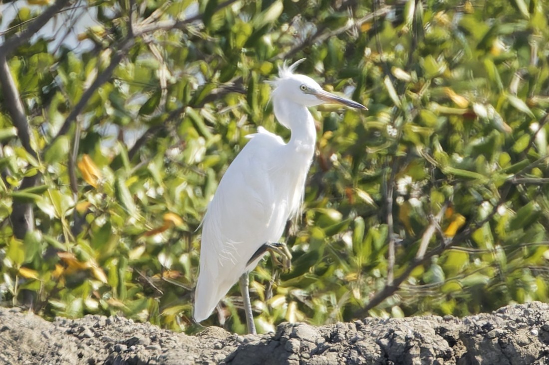 Aigrette de Chine - ML646554479