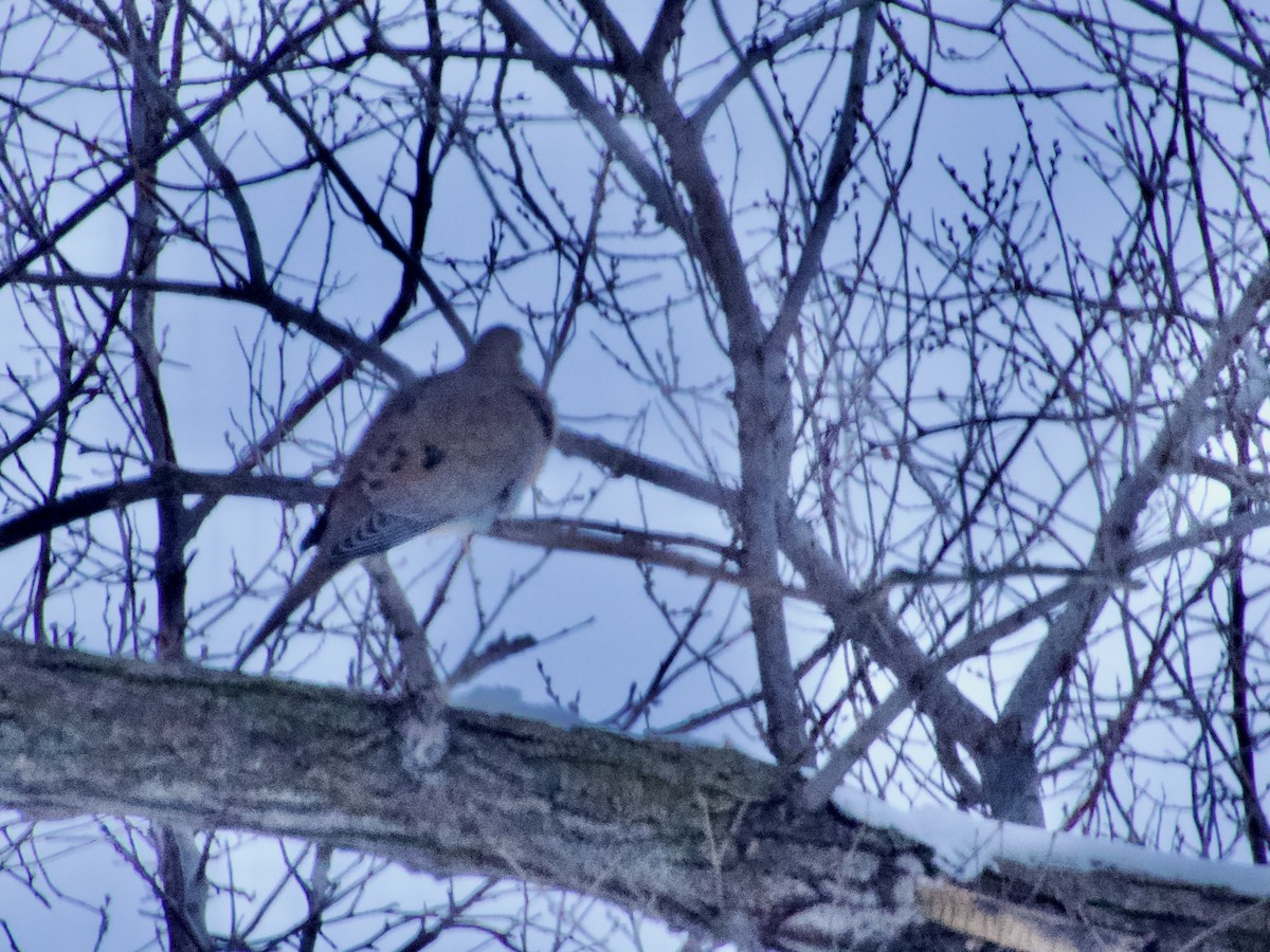 Tourterelle triste - ML646554480