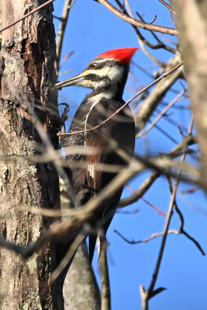 Pileated Woodpecker - ML646554481