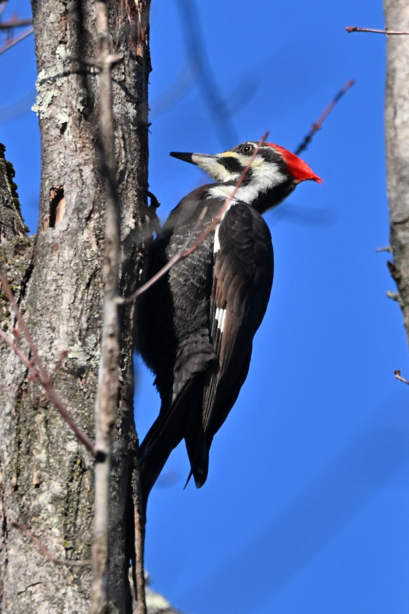 Pileated Woodpecker - ML646554482