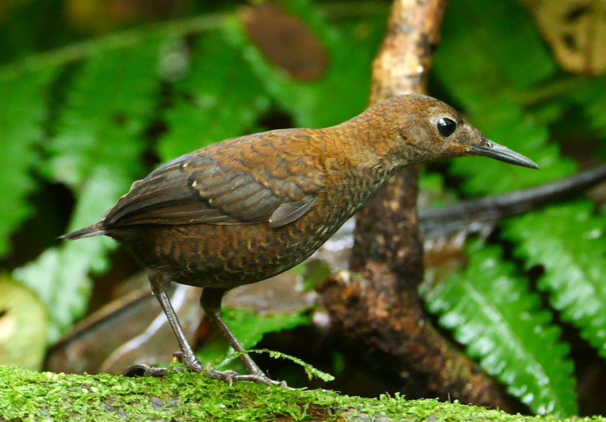 Nightingale Wren - ML646554483
