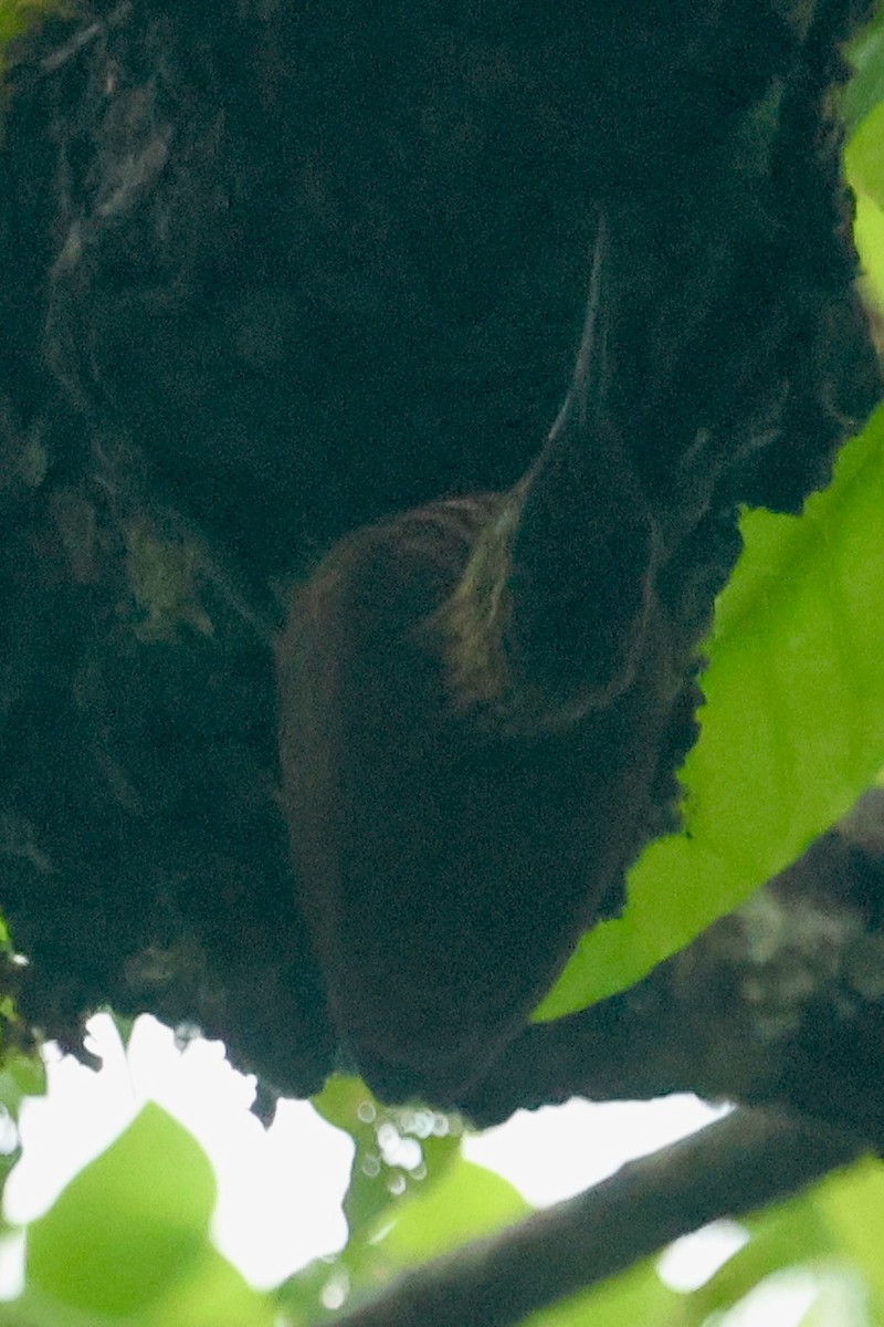 Cocoa Woodcreeper - ML646554484