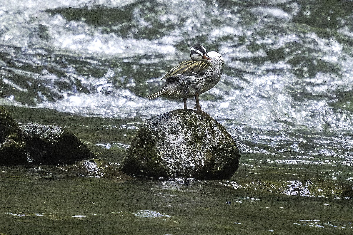 Ручьевая утка - ML646554488