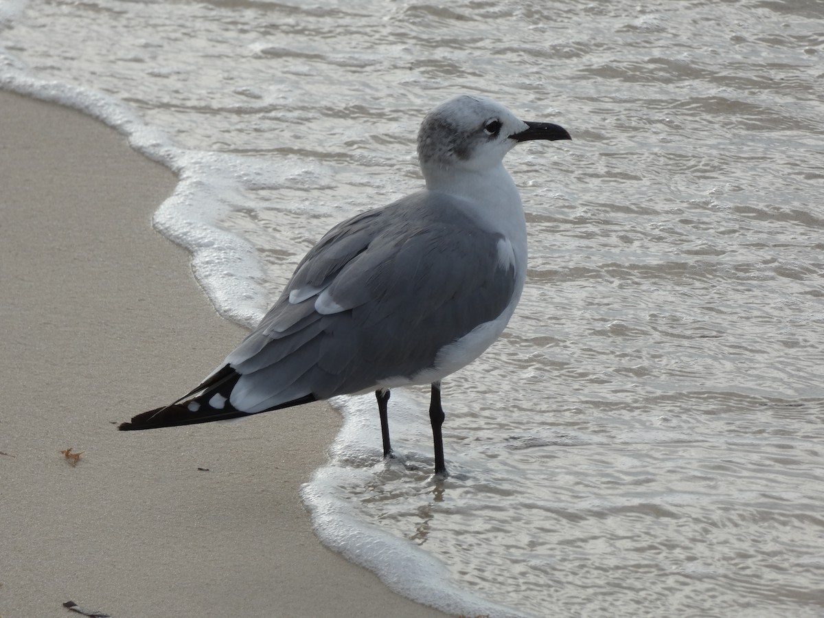Laughing Gull - ML646554489