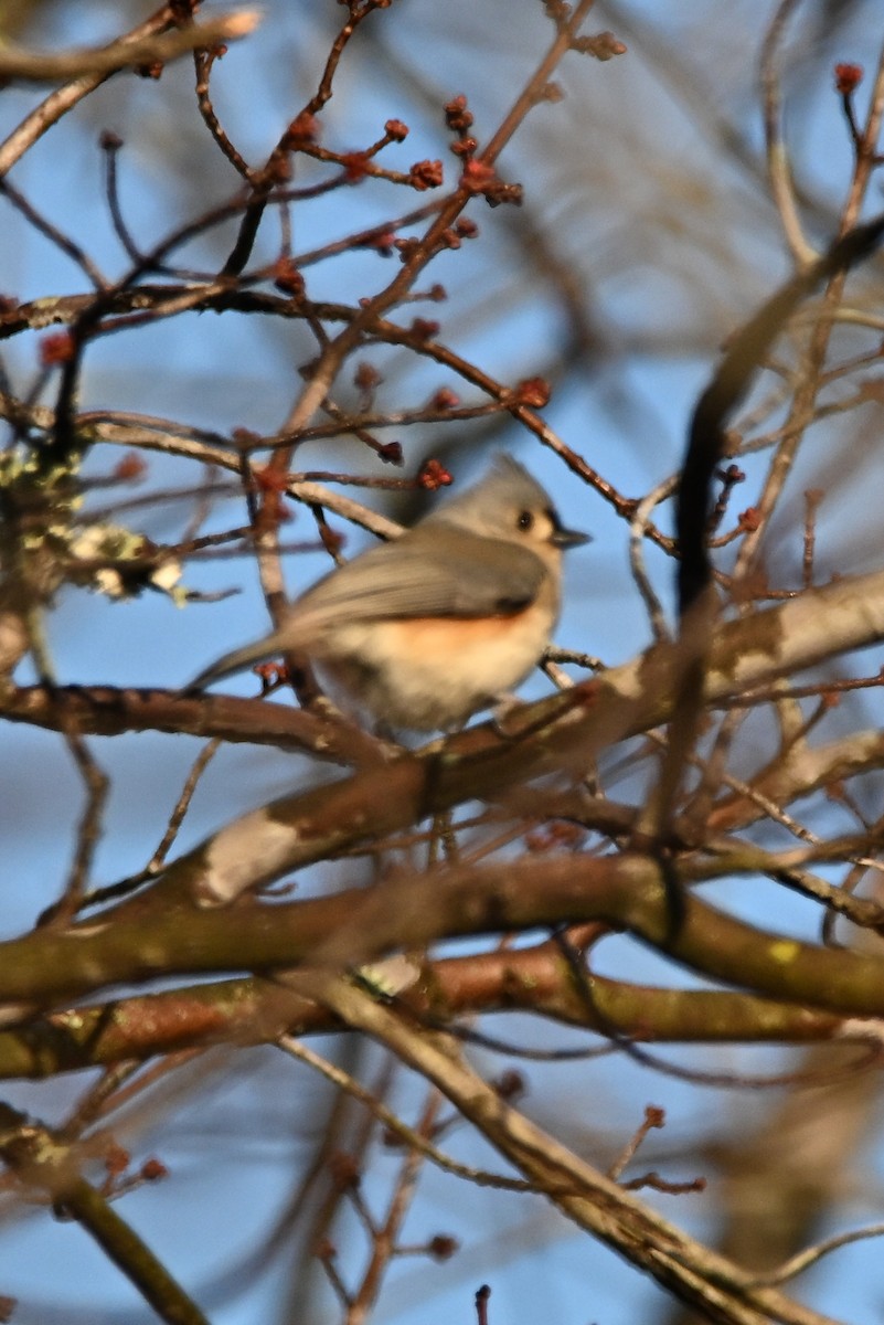 Американская гренадерка - ML646554491