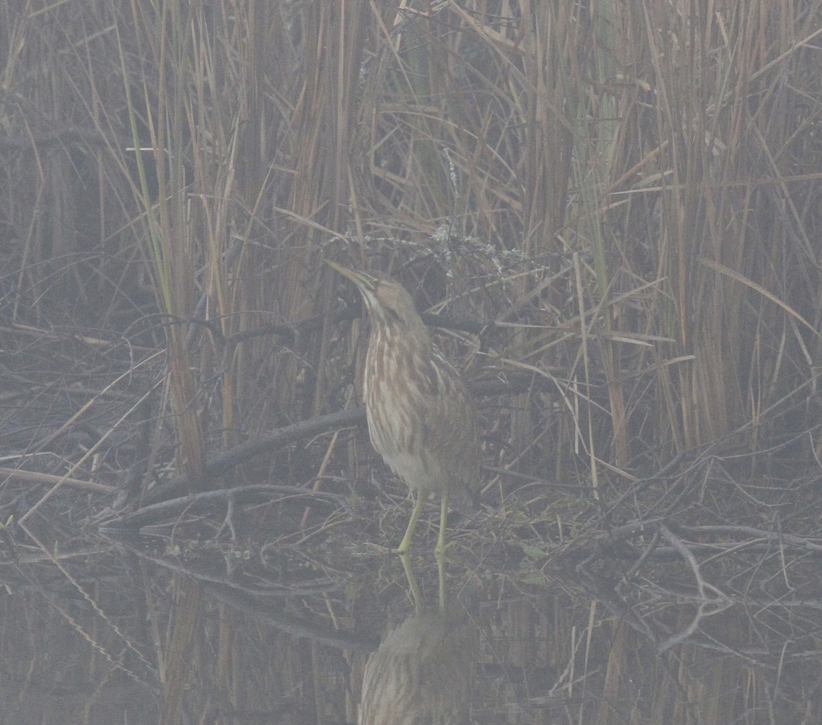 American Bittern - ML646554497