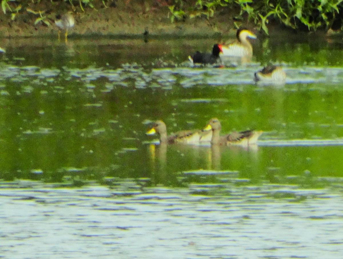 Sarcelle tachetée - ML646554499