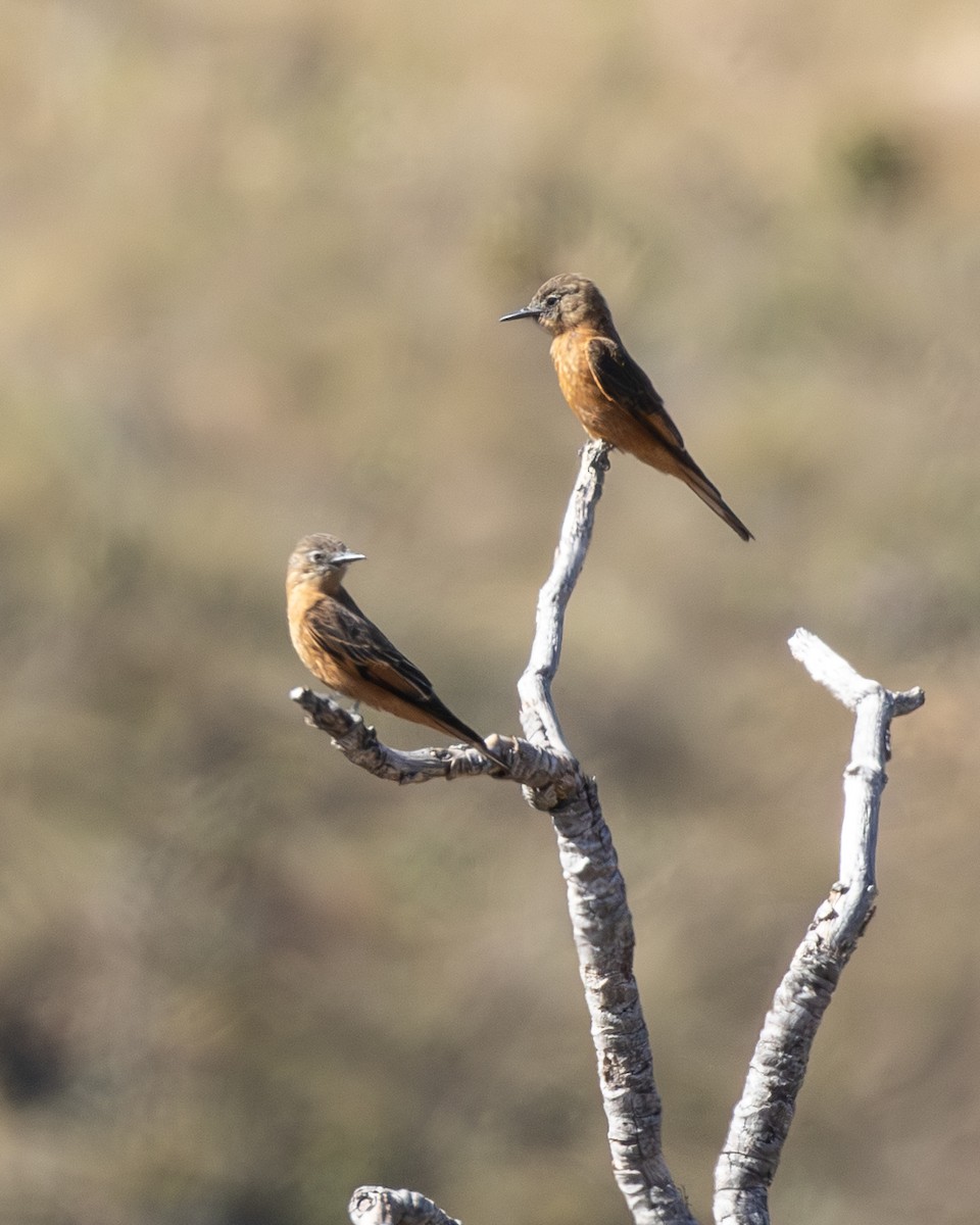 Moucherolle hirondelle - ML646554500