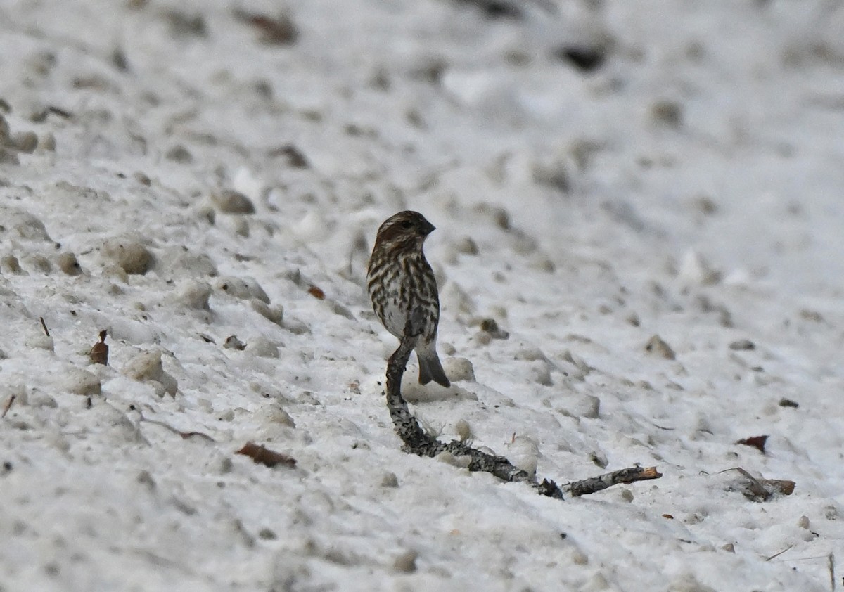 Roselin pourpré - ML646554501