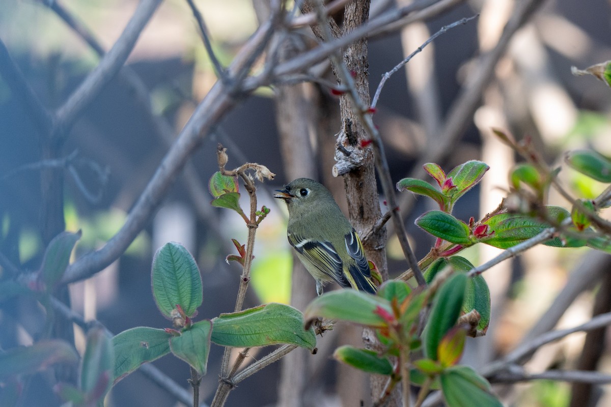 Roitelet à couronne rubis - ML646554504